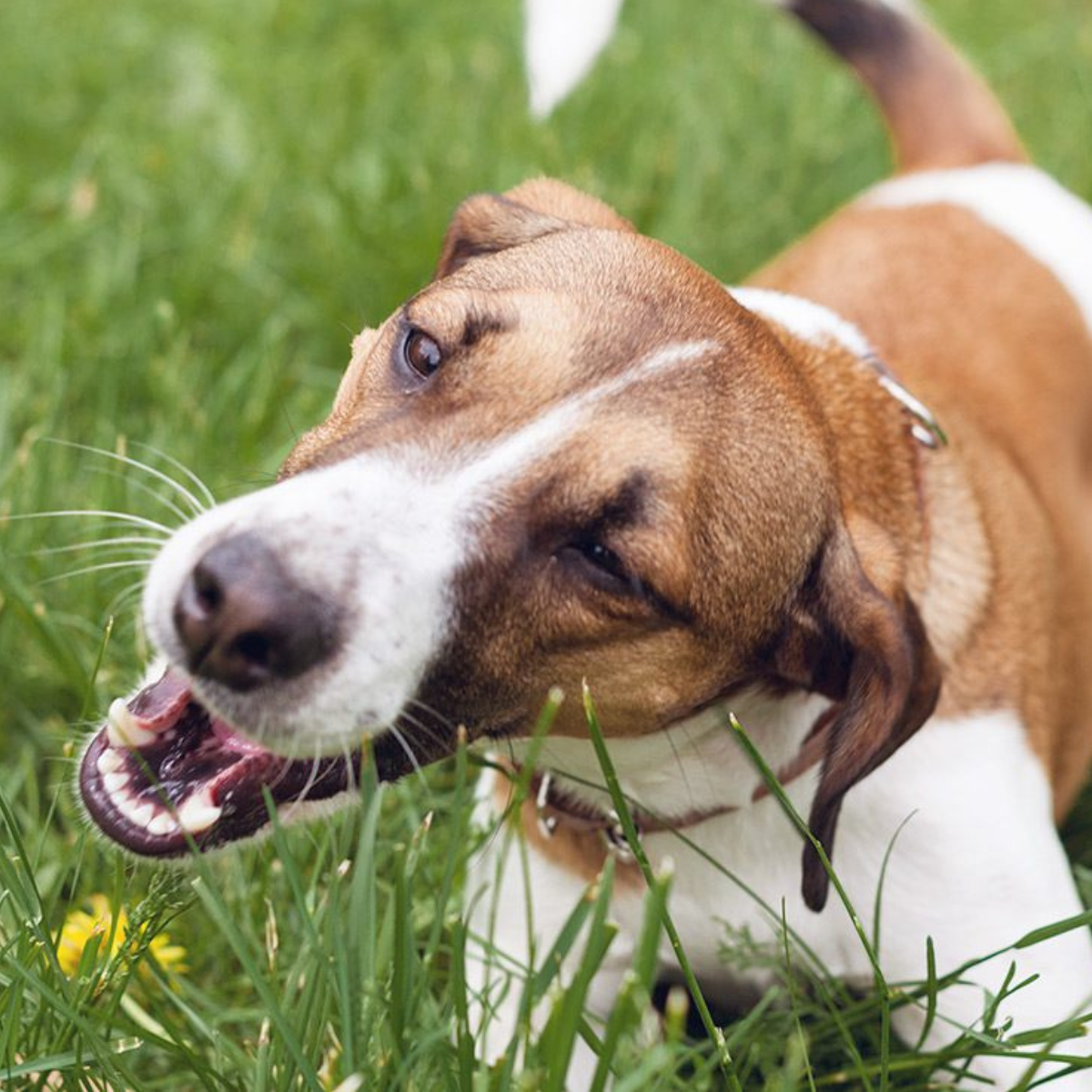 Happy dog playing in grass with toy